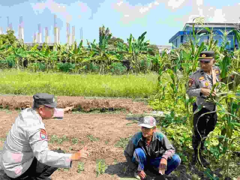 Polisi Cinta Petani, Polsek Sedati Dukung Swasembada Pangan Nasional Lewat Perawatan Lahan Jagung