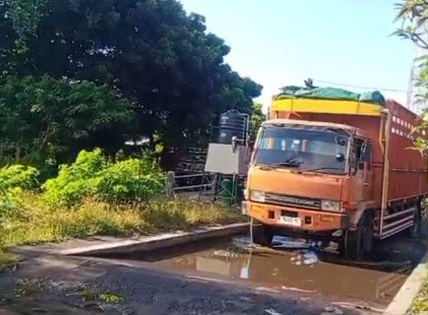 MENJELANG IDUL ADHA, PENGIRIMAN SAPI BALI MENURUN: STOK HABIS, KEBIJAKAN KUOTA DINILAI TEPAT