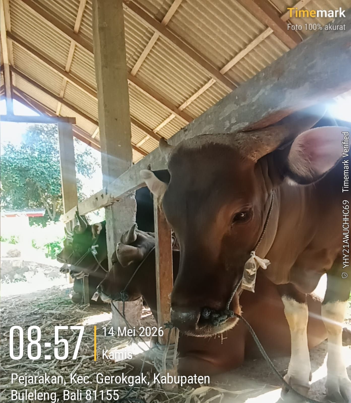 TAMBAHAN 6.500 EKOR SAPI SUDAH DIKELUARKAN, PENGUSAHA GEROKGAK HERAN: AJUAN IZIN TETAP DITOLAK, KUOTA DI MANA?