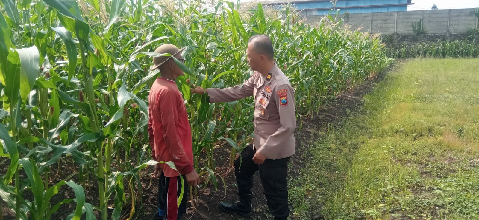 Polisi Cinta Petani, Kanit Binmas Polsek Buduran Perkuat Ketahanan Pangan Bersama Warga Sukorejo