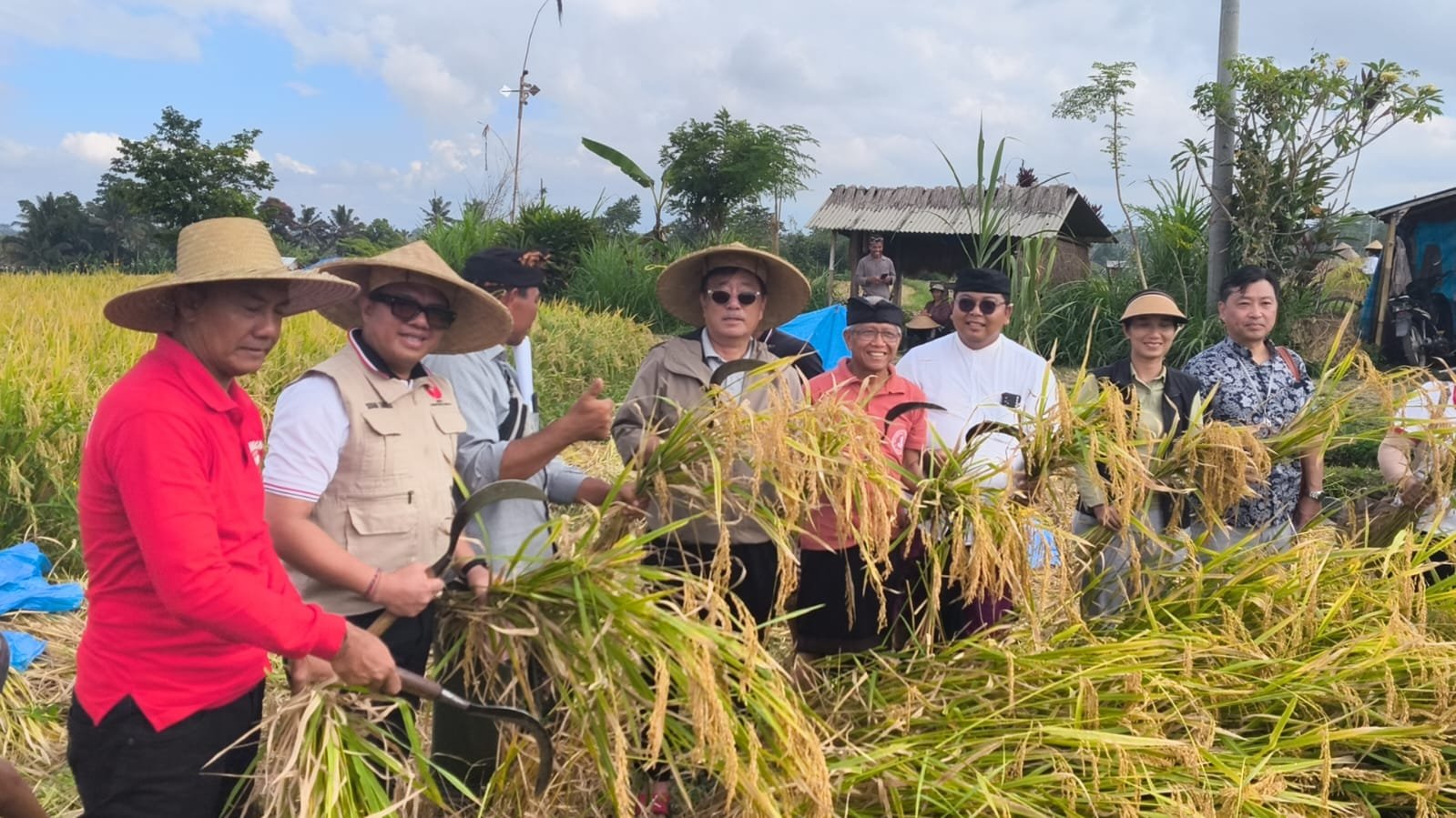 Konjen Jepang Panen Padi Mansur di Gianyar, Universitas Waseda & Dwijendra Dorong Beras Lokal Bali Naik Kelas