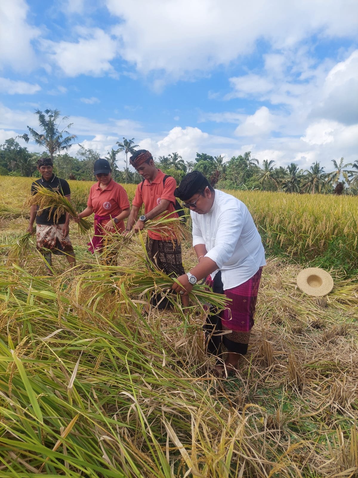 Padi Mansur Subak Timbul Bali Didorong Jadi Produk Premium, Didukung JICA dan Waseda University