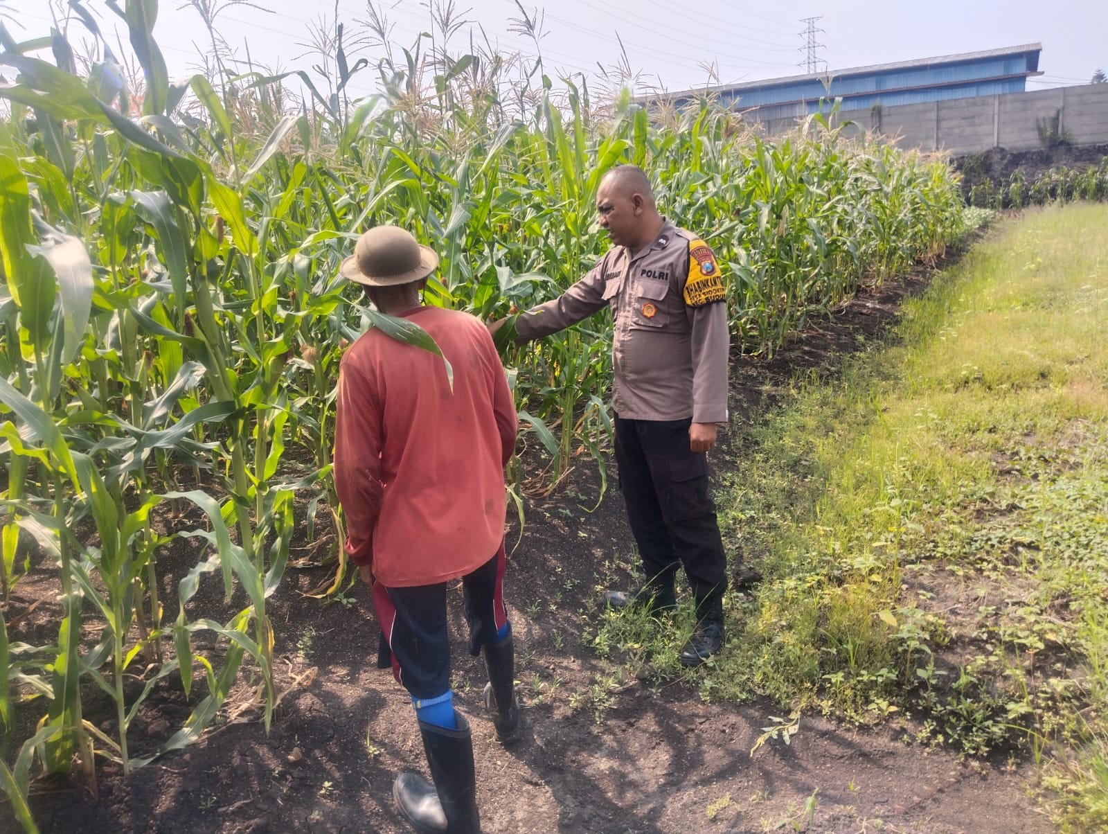 Menjaga Harapan dari Ladang, Bhabinkamtibmas Buduran Perkuat Sinergi dengan Petani Dukung Swasembada Pangan