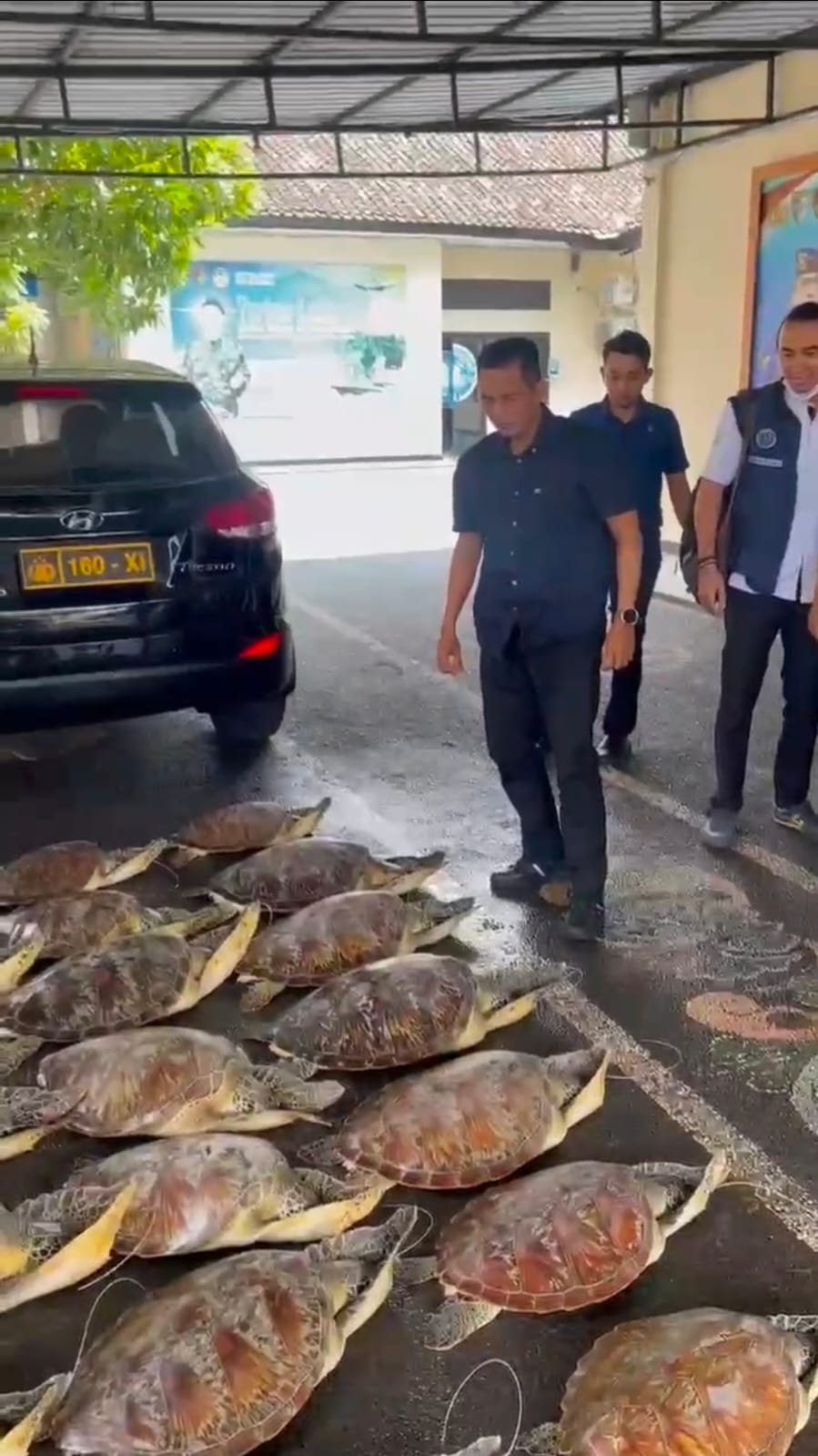 Ditpolairud Polda Bali Gagalkan Penyelundupan 21 Ekor Penyu Hijau Dilindungi di Buleleng