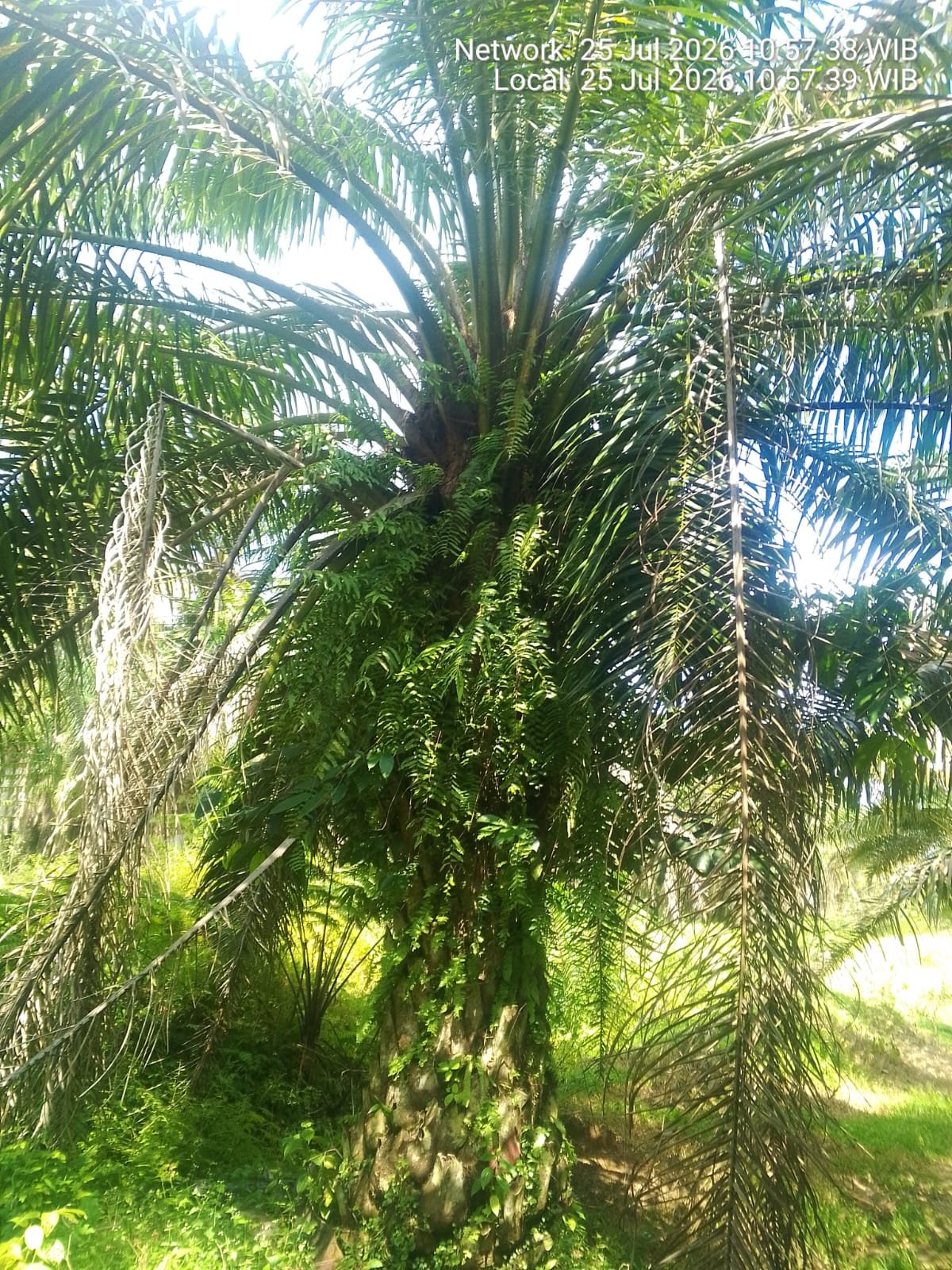 Diduga Abaikan Perawatan, Lahan Sawit Afdeling 5 Kebun Mayang PTPN IV Dibiarkan Terlantar