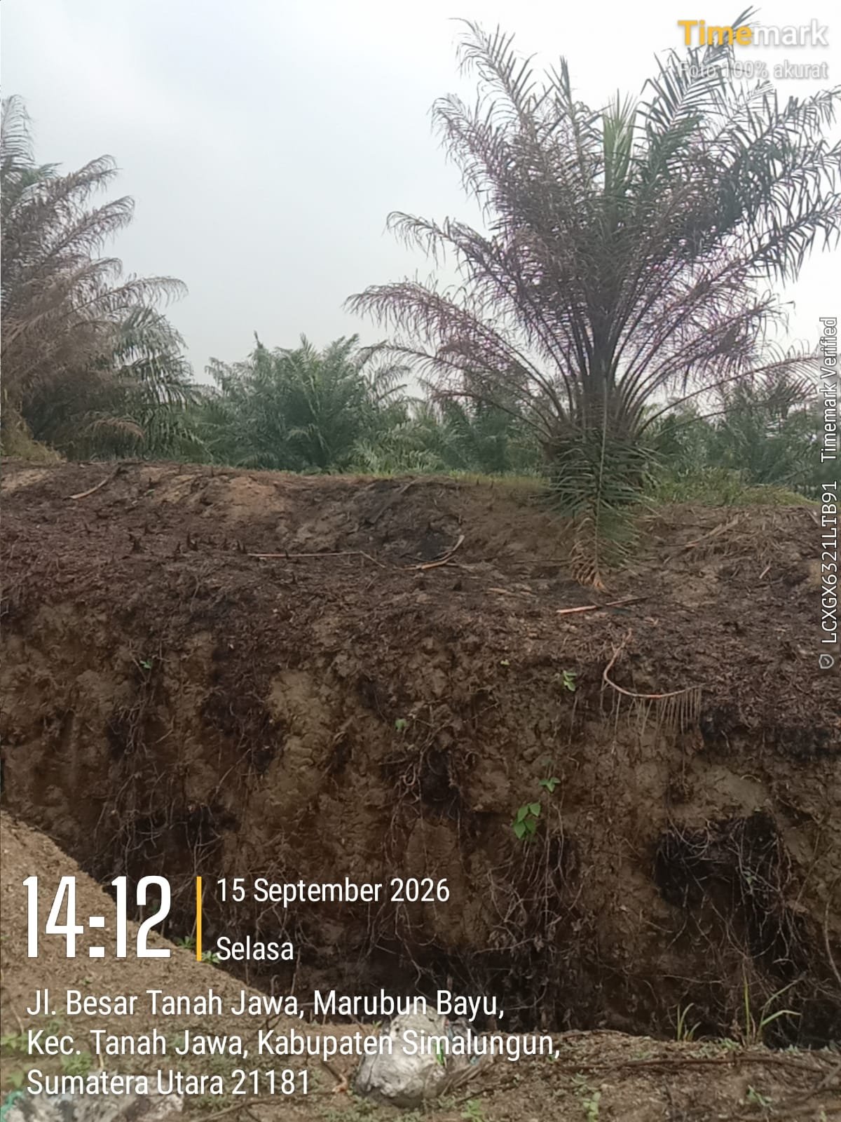 Lahan Sawit Muda di Afdeling I Kebun Balimbingan Terbakar, Manajemen Belum Berikan Keterangan