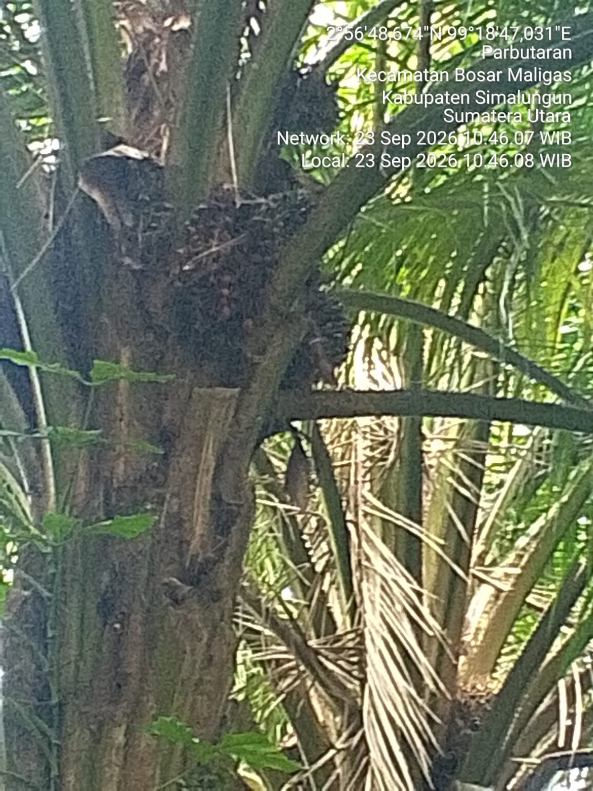 Lahan Afdeling V Kebun Mayang Diduga Terbengkalai, Sikap Manajemen yang Dinilai Tertutup Disorot