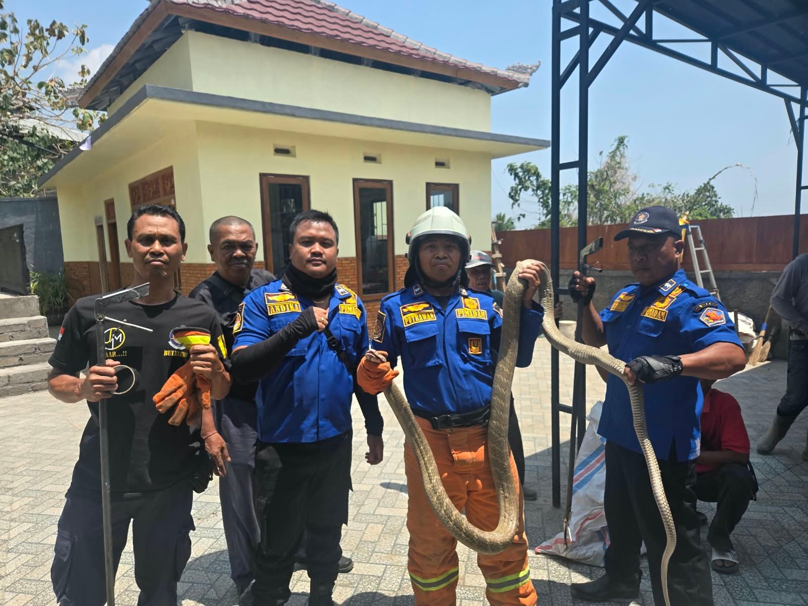 Ular Kobra 5 Meter Masuk Gudang Tumpukan Kayu, TRC Damkar Pos Seririt Bergerak Evakuasi