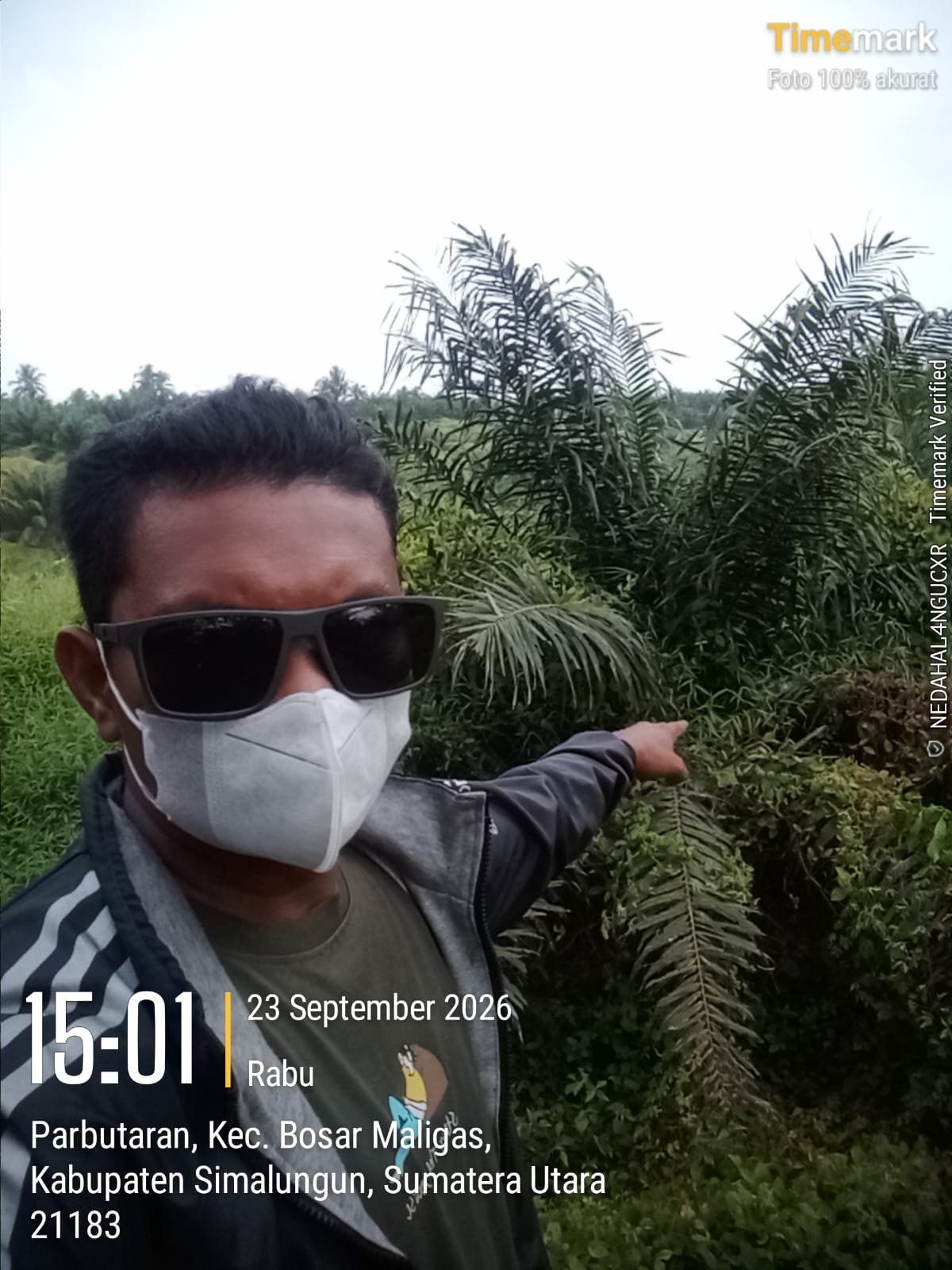 Lahan Afd V Kebun Mayang Diduga Kurang Terawat, Respons Manajemen Disorot