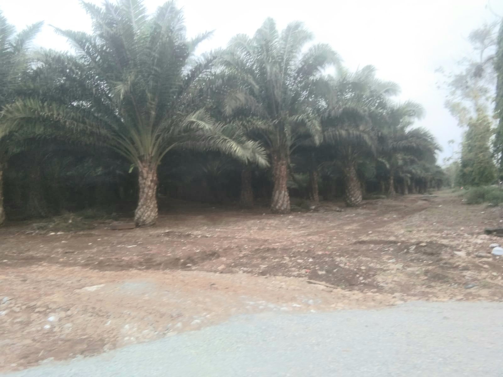 RADIUS Pertanyakan Status dan Perizinan Kegiatan Perkebunan Sawit di Warungkiara