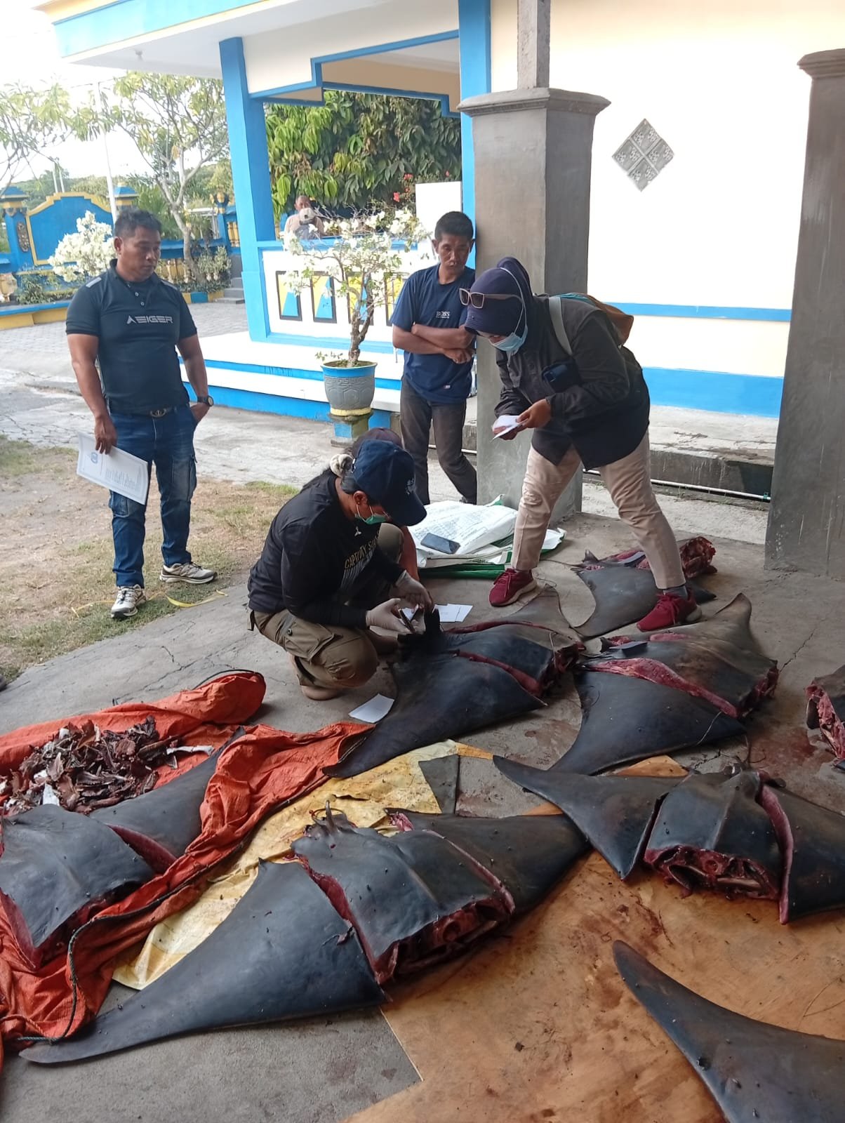 Polres Jembrana Ungkap Dugaan Perdagangan Satwa Dilindungi, 11 Ekor Pari Mobula Diamankan
