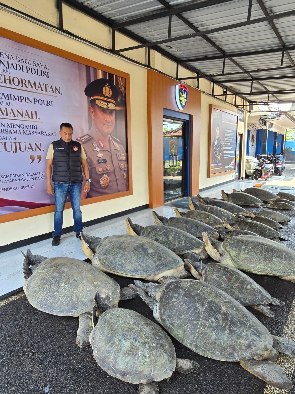 Polda Bali Gagalkan Dugaan Penyelundupan 22 Ekor Penyu Hijau di Perairan Pulau Serangan