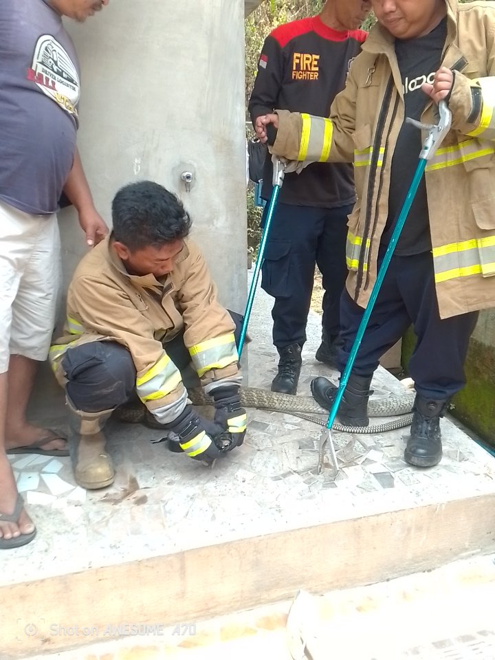 King Kobra Sepanjang 5 Meter Masuk Rumah Warga di Tamblang, Petugas Damkar Buleleng Lakukan Evakuasi