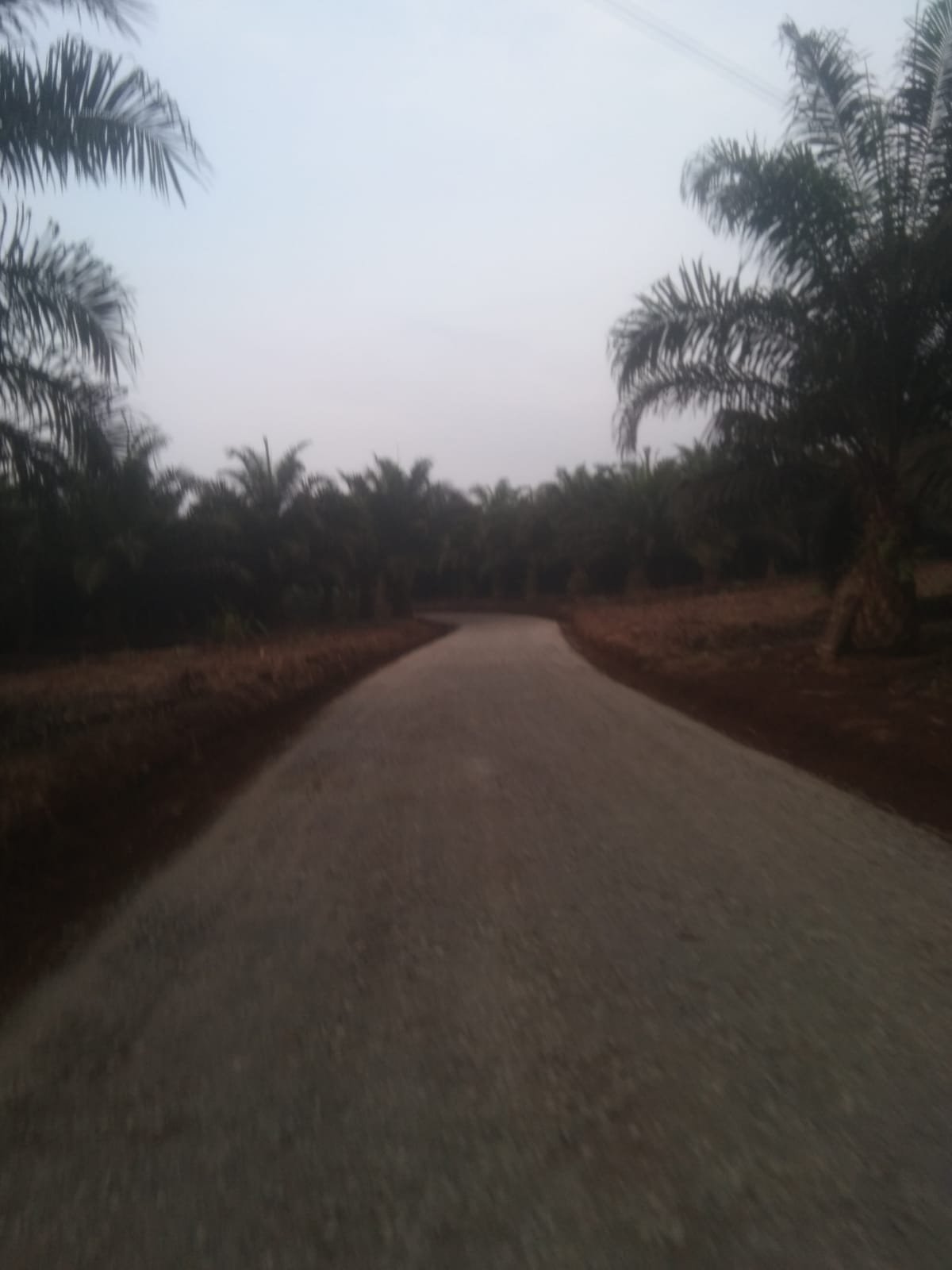 Formawar Soroti Dugaan Perkebunan Sawit Bermasalah di Warungkiara, Legalitas Lahan hingga Janji Fasos-Fasum Dipertanyakan